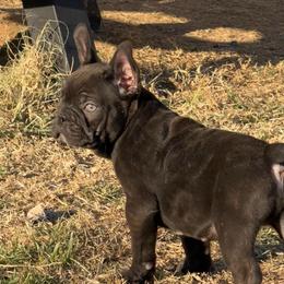 Dark Night (Batman) - Black male French Bulldog puppy in Temple, Texas from Teak’s Texas Frenchie’s