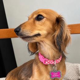 Lady - Dachshund
