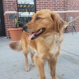 Dolly  - Golden Retriever