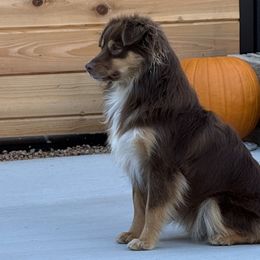 Toy Australian Shepherds and Yorkshire Terriers from DK’s Littles & Co