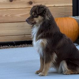 Toy Australian Shepherds and Yorkshire Terriers from DK’s Littles & Co