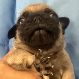 Pugs from Wratchford Farms