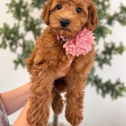 Fable - Red  female Goldendoodle puppy in Norcross, Georgia from Teddy Puppies
