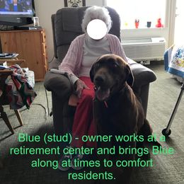 Labrador Retriever All Grown Up from Rocky Mountain Dogs - Utah