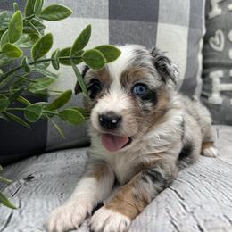 Miniature Australian Shepherd Puppies from B my Sunshines Mini Aussies