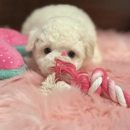 AKC white (technically cream parti) toy female, will have chocolate nose - White female Poodle puppy in Quincy, Florida from Always Best Kennels, Inc
