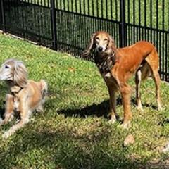 Salukis from Sahara Salukis