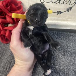 Yellow - Black male Miniature Schnauzer puppy in Parker, Pennsylvania from TJ's Silver Paws Miniature Schnauzers