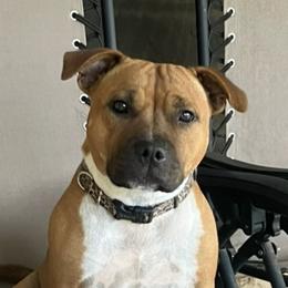 Gwen - Staffordshire Bull Terrier