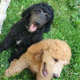 Poodle Puppies from Angel's Star Poodles