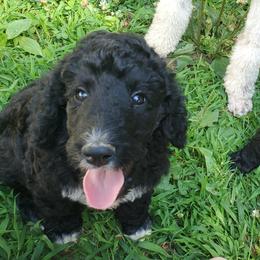 Poodle Puppies from Angel's Star Poodles