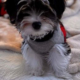 Biewer Terrier Puppies from Blue Water Biewers LLC