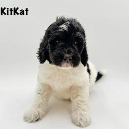 KitKat - Phantom female Goldendoodle puppy in Milford, Pennsylvania from Doodles Are Golden