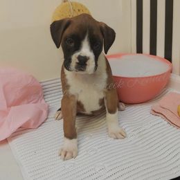 Australian Cattle Dog and Boxer Puppies from Wahachee Creek Kennel