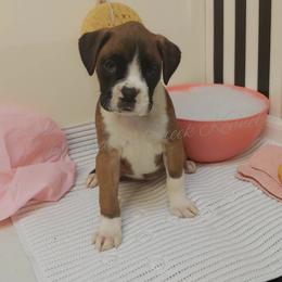 Australian Cattle Dog and Boxer Puppies from Wahachee Creek Kennel