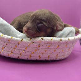 Chocolate girl LH - Chocolate and tan female Dachshund puppy in Lakeland, Florida from Elite Doxies Florida