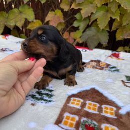 Black and tan LH male - Black and tan male Dachshund puppy in Manteca, California from Sweet and Low Dachshunds