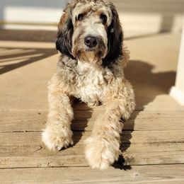 Kelly - Bernedoodle