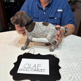 Olaf - Liver roan male German Shorthaired Pointer puppy in Morgantown, Indiana from Kevin Funkhouser Kennel