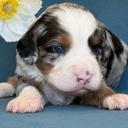 Shark girl - Merle female Assorted Doodle Crosses puppy in Yuciapa, California from AlltheDoodlez_