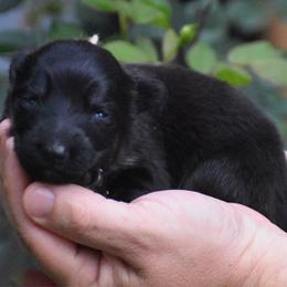 Tan Collar Female - Black and red female German Shepherd puppy in Marianna, Florida from Haus M Godwin