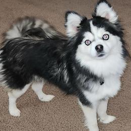 Sparkle Fart - Pomsky