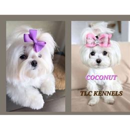 Maltese puppies from TLC Kennels TenderLittleCuties