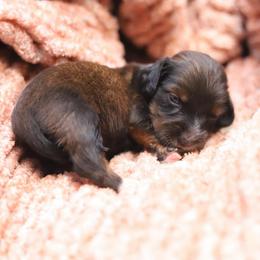 Kobe - Red male Dachshund puppy in Eaton, Ohio from Miniature Alphas Dachshunds