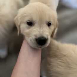 Golden Retriever Puppies from Mia Ragazza Golden Retrievers