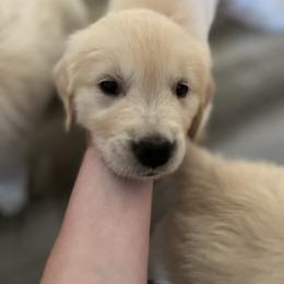 Golden Retriever Puppies from Mia Ragazza Golden Retrievers