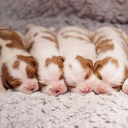 Cavalier King Charles Spaniel Puppies from Country View Cavaliers