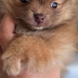Starla Moon - Chocolate sable female Pomeranian puppy in El Centro, California from BabyBooPoms