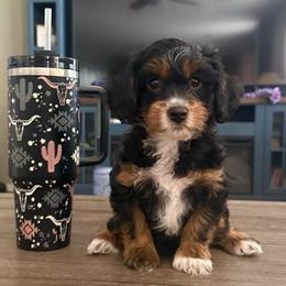 Betty - Black and tan female Cavapoo puppy in Sun City, Arizona from AZ Cavapoos