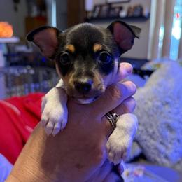 Misty Pup C - White black and tan male Toy Fox Terrier puppy in Clermont, Florida from Debbie Hiles's Toy Fox Terriers
