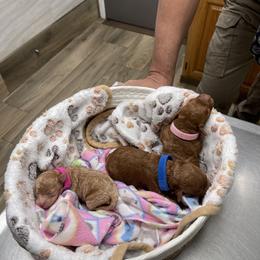 Poodle Puppies from Red toy poodles