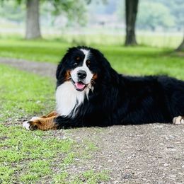 Rufy - Bernese Mountain Dog