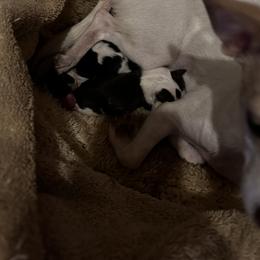Chihuahua Puppies from Fancy Pants Chihuahua’s