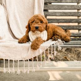 Boy 2 blue collar - Red  male Goldendoodle puppy in Spokane, Washington from Dream Doodles in Spokane WA