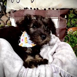 Miniature Schnauzer Puppies from Sophie’s Choice Puppies