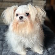 Raffi - Mi-Ki