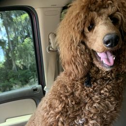 Aussiedoodles, Australian Shepherds, and Poodles from Rocking A Doodles