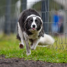 Indy - Blue female Border Collie puppy in Ocala, Florida from Oddity Kennels