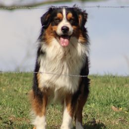 Australian Shepherds from Mountain View Australian Shepherds