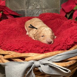 Goldendoodle Puppies from S_and_b_doodles