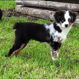 Cricket - Toy Australian Shepherd