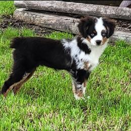Cricket - Toy Australian Shepherd