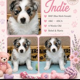 Indie - Blue merle female Australian Shepherd puppy in Magee, Mississippi from Paint ByNumbers Ranch