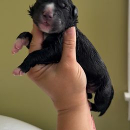 Vesuvius - Black and white male Siberian Husky puppy in Florence, Kentucky from Moonlight Howl Huskies