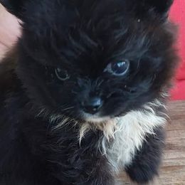 Chihuahuas and Pomeranians from Schoens Pomeranian's