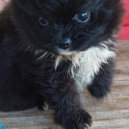 Chihuahuas and Pomeranians from Schoens Pomeranian's